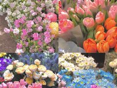 -双季花艺园艺市场(浦东店)