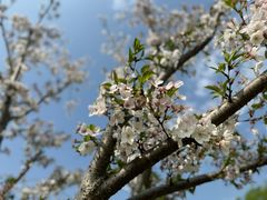 -贡湖湾湿地公园