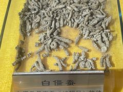 -上海昆虫博物馆