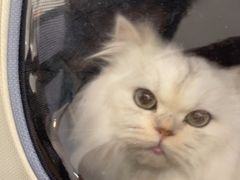 -四月宠物医院·猫专科·心脏专科·内科(转塘店)