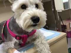 -喜多萌中农锦绣动物医院24H·猫科·牙科MRI·CT