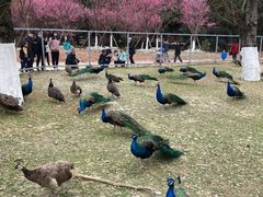 -秀丽东方
