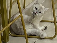 -鼓捣猫呢主题猫咖店
