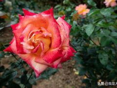 -人民公园(罗湖区)