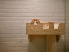 -momokira米努特·德文卷毛猫·棉花面纱犬