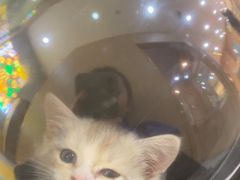 -BABIT巴比特宠物(MOMOPARK店)