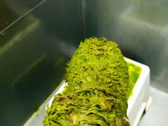-守诺宠物医院·眼科· 神经外科·爬宠专科(虹口店)