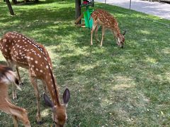 -北京鹿世界主题园