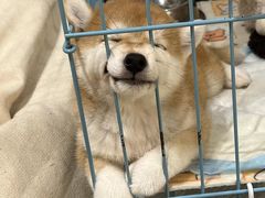-逗柴咖啡屋·狗咖猫咖宠物桌游