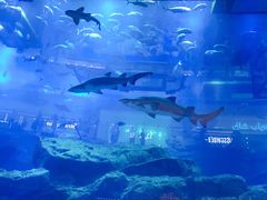-迪拜水族馆及水下动物园