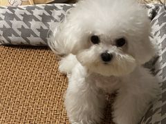-北京观赏动物医院·24小时大型综合·猫专科·异宠专科