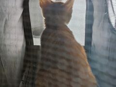 -关爱宠物医院·猫科中心·消化科(滨湖万达分院)