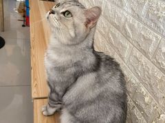 -平行世界·猫咖(首经贸店)