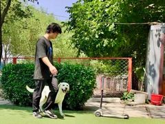 -宠物寄养训练学校