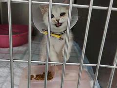 -汪喵宠物医院·骨科心脏影像·犬猫急重症ICU诊疗中心(成华分院)