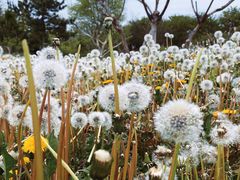 -莱阳濯村樱花园