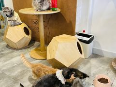 -楼上猫咖(罗湖店)