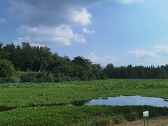 -白鹭湾湿地公园