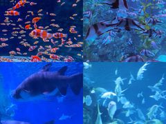 -海合安成都极地海洋公园
