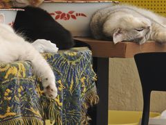 -平行世界·猫咖(首经贸店)