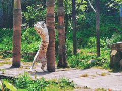 -贵州森林野生动物园