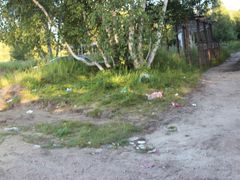 -乌兰布统景区-白桦林