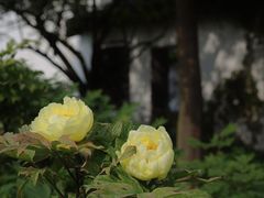 -何园