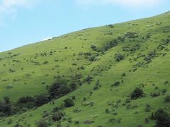 -大姆山草场