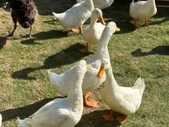 -HERRE·FARM 赫尔露营农场·团建聚会包场