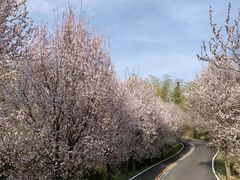 -南京老山国家森林公园