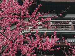 -洋湖国家湿地公园
