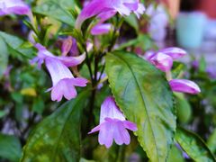 -璞真扎染博物馆