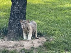 -北京野生动物园