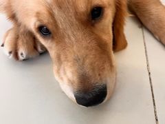 -怪兽屋·羊驼·猫咖·狗咖(俊华广场店)