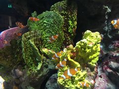 -暹罗海洋世界