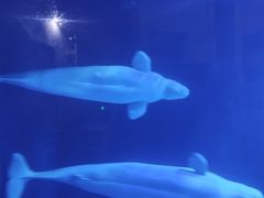 -大连圣亚海洋世界