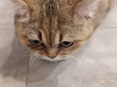 -楼上猫咖(罗湖店)