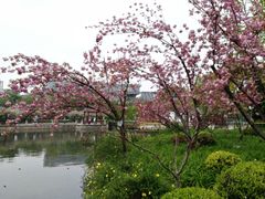 -嘉定紫藤园