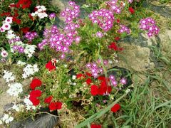 -北纬44度·金珠花海休闲农业旅游景区