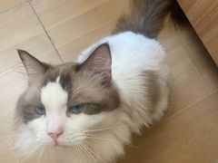 -唐小姐の私宠·宠物洗护美容·撸猫馆·购宠(周浦万达旗舰店)