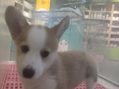 -龟与熊猫宠物公园(南坪店)