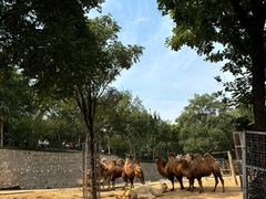 -石家庄市动物园