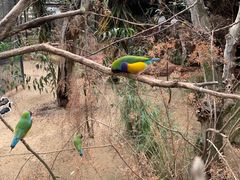 -费瑟代尔野生动物园