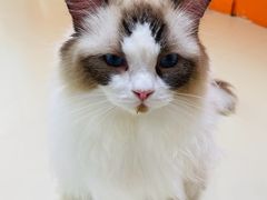 -三花喵·撸猫购宠·宠物生活馆(虹桥南丰城店)