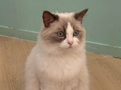 -安格丽娜·狗咖·猫咖羊驼咖(春熙路百盛商场店)