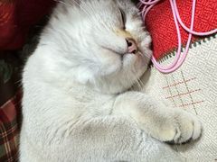 -纳吉亚猫专科动物诊疗中心(蒋宅口分院)