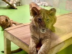 -北京野生动物园