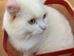-MOYOYO猫咪咖啡店
