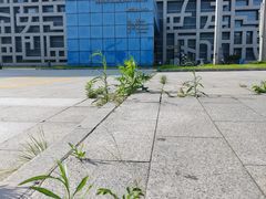 -证大喜玛拉雅中心