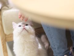 -藏猫猫咖啡主题馆(中央大道店)